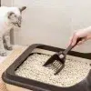 En İyi Kedi Kumu - Bilgenin Tavsiyesi